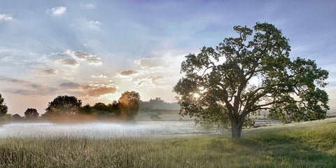 Sonoma Oak 3 Black Ornate Wood Framed Art Print with Double Matting by Blaustein, Alan