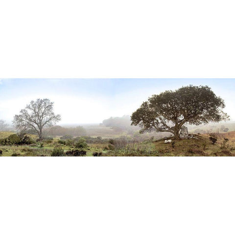 Sonoma Oak Trees No. 1 Black Modern Wood Framed Art Print with Double Matting by Blaustein, Alan