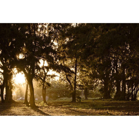 Daybreak White Modern Wood Framed Art Print by Burdick, Chuck