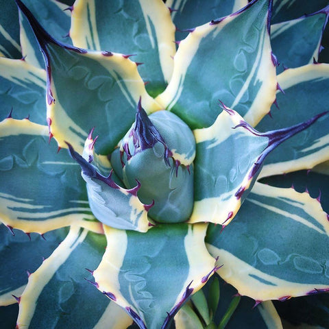 Elegant Thorns Black Modern Wood Framed Art Print by Bell, Jan