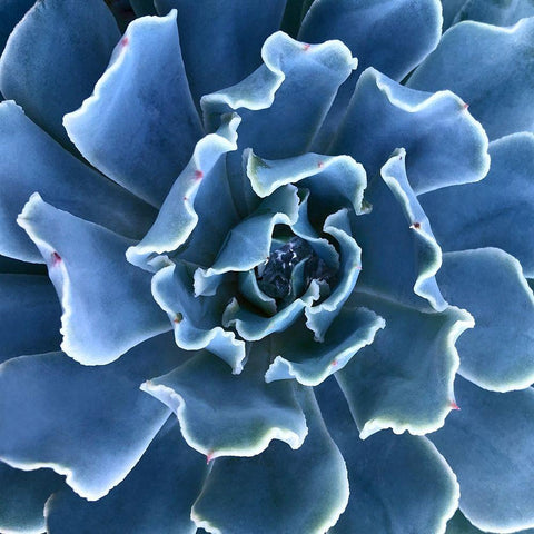 Ruffled Edges Black Ornate Wood Framed Art Print with Double Matting by Bell, Jan