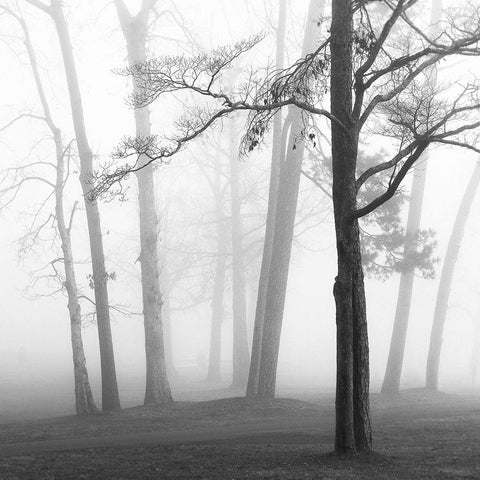 Ethereal Trees Black Ornate Wood Framed Art Print with Double Matting by Bell, Nicholas