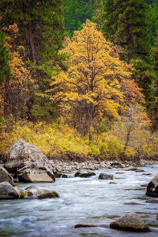 Autumn Across The River Black Ornate Wood Framed Art Print with Double Matting by Broom, Michael