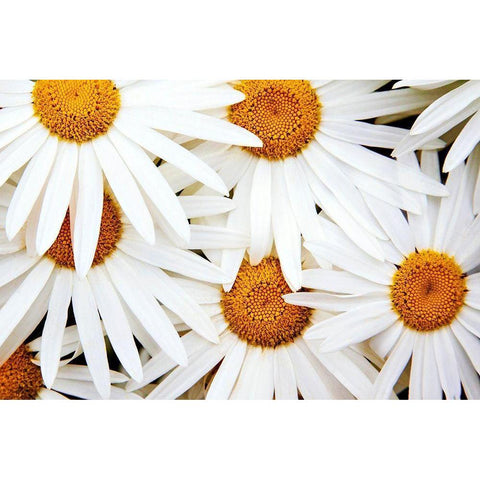 Daisy Splash Gold Ornate Wood Framed Art Print with Double Matting by Broom, Michael