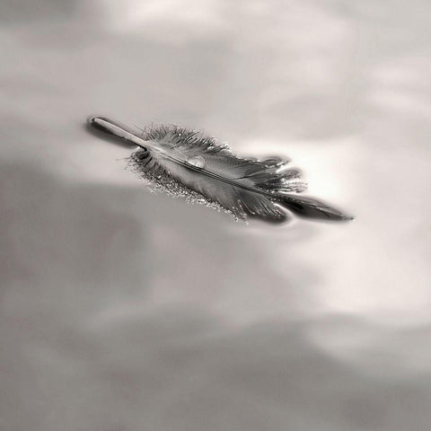 Feather on Liquid Sky Black Ornate Wood Framed Art Print with Double Matting by Bell, Nicholas