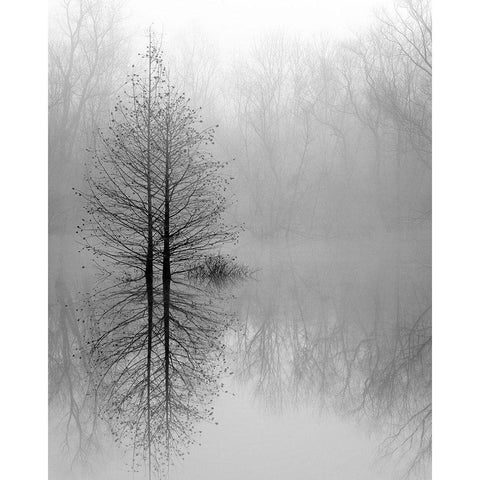 Lake Trees in Winter Fog Black Modern Wood Framed Art Print with Double Matting by Bell, Nicholas