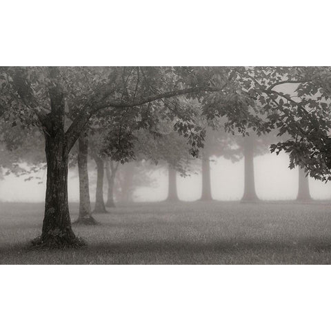 Trees In Early Autumn Gold Ornate Wood Framed Art Print with Double Matting by Bell, Nicholas