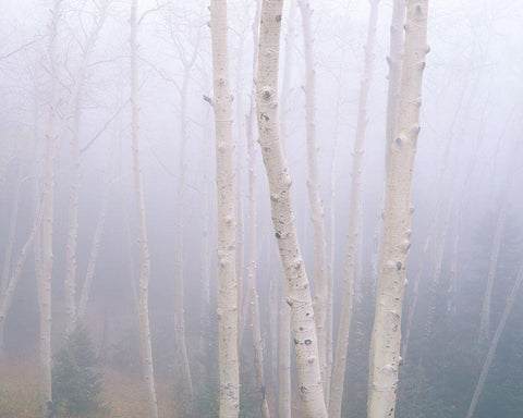 Aspens In The Fog White Modern Wood Framed Art Print with Double Matting by Becia, Jim