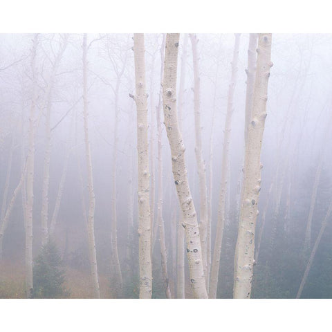 Aspens In The Fog Black Modern Wood Framed Art Print by Becia, Jim