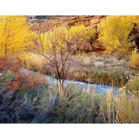 Autumn Chaos Along The Fremont White Modern Wood Framed Art Print by Becia, Jim