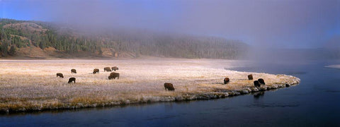 Bison Along the Firehole White Modern Wood Framed Art Print with Double Matting by Becia, Jim