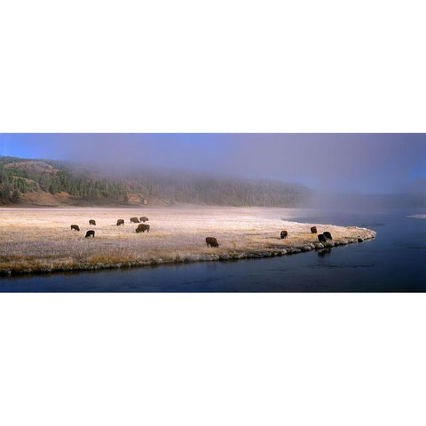 Bison Along the Firehole Black Modern Wood Framed Art Print with Double Matting by Becia, Jim
