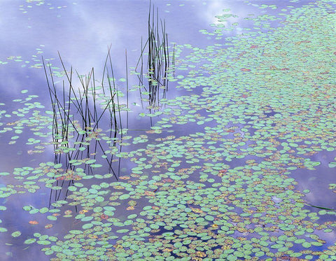 Damselfly and Lily Pads White Modern Wood Framed Art Print with Double Matting by Becia, Jim