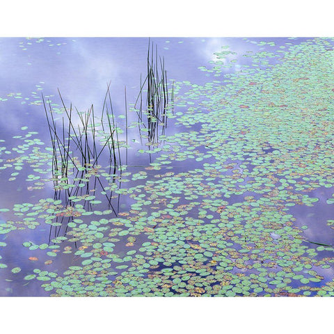 Damselfly and Lily Pads Black Modern Wood Framed Art Print by Becia, Jim