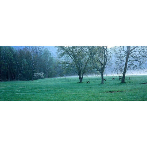 Foggy Morning and Deer Black Modern Wood Framed Art Print with Double Matting by Becia, Jim