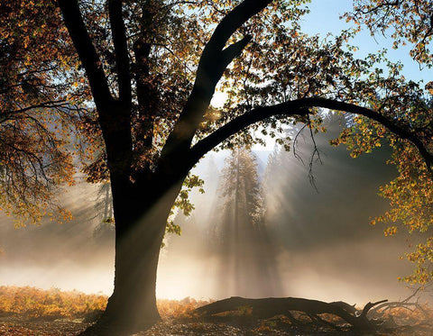 Sunrays Through the Fog Black Ornate Wood Framed Art Print with Double Matting by Becia, Jim
