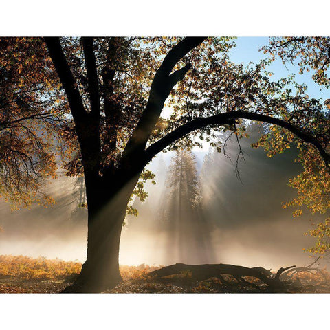 Sunrays Through the Fog Black Modern Wood Framed Art Print by Becia, Jim