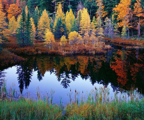 Tamarack Reflections White Modern Wood Framed Art Print with Double Matting by Becia, Jim