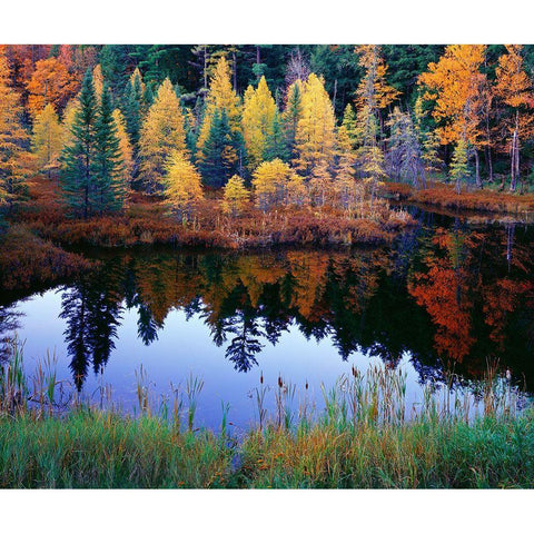 Tamarack Reflections White Modern Wood Framed Art Print by Becia, Jim