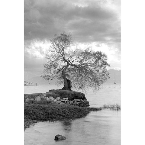 Coastal Oak Series No. 1 Black Modern Wood Framed Art Print with Double Matting by Blaustein, Alan