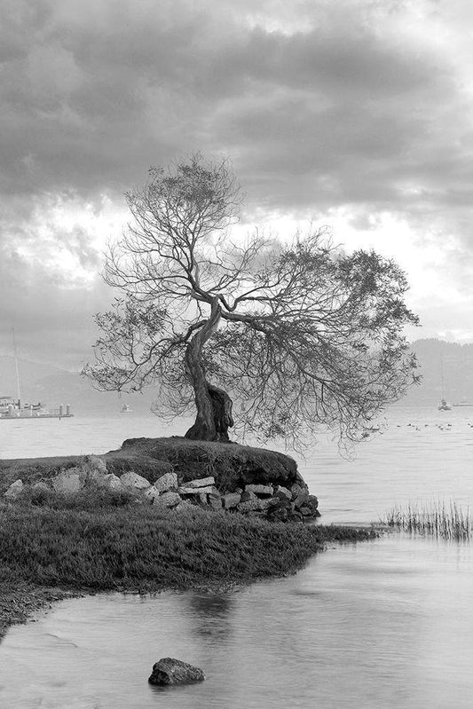 Image Only