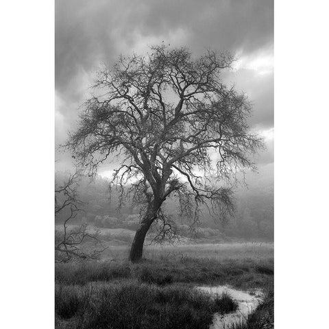 Coastal Oak Series No. 13 Black Modern Wood Framed Art Print with Double Matting by Blaustein, Alan