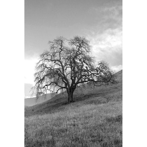 Coastal Oak Series No. 17 Black Modern Wood Framed Art Print with Double Matting by Blaustein, Alan