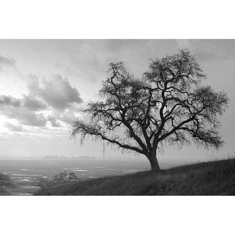 Coastal Oak Series No. 48 Black Modern Wood Framed Art Print with Double Matting by Blaustein, Alan