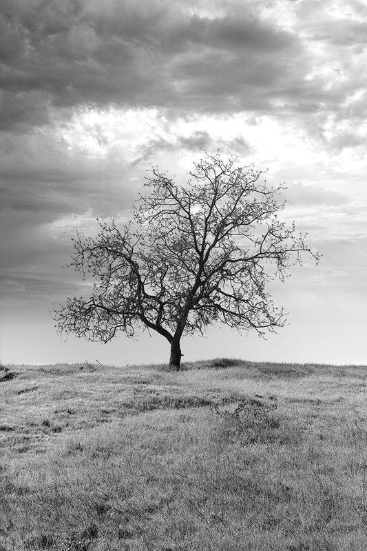 Image Only