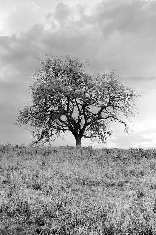 Image Only