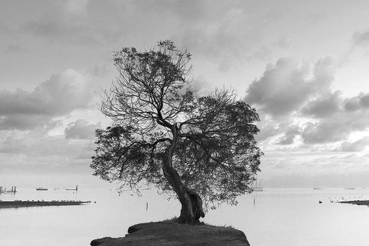 Image Only