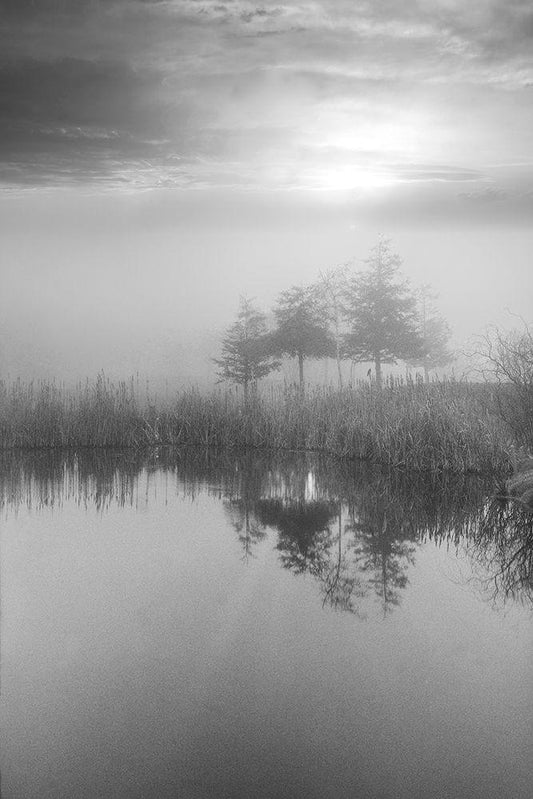 Image Only
