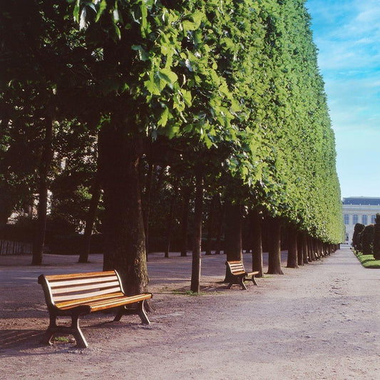Image Only