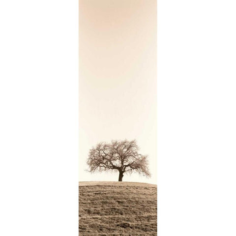 Lone Oak Tree Black Modern Wood Framed Art Print with Double Matting by Blaustein, Alan