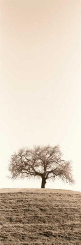 Lone Oak Tree White Modern Wood Framed Art Print with Double Matting by Blaustein, Alan