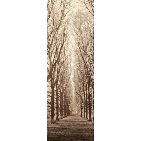 Poplar Trees Gold Ornate Wood Framed Art Print with Double Matting by Blaustein, Alan