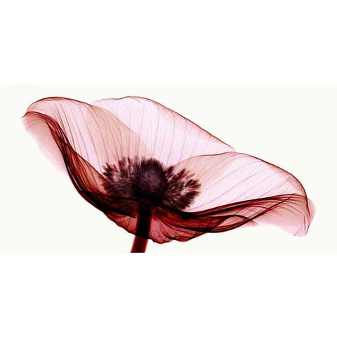 Anemone I Black Modern Wood Framed Art Print by Coop, Robert