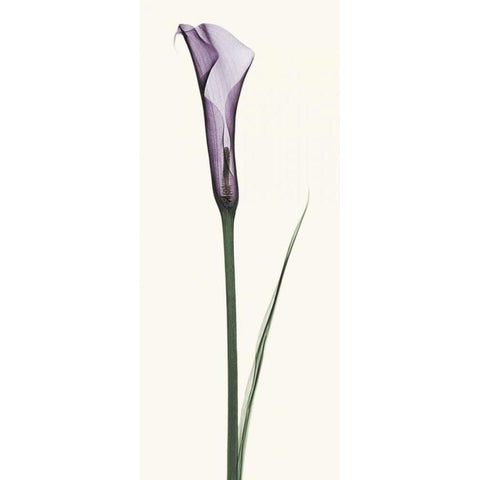 Calla Lily White Modern Wood Framed Art Print by Coop, Robert