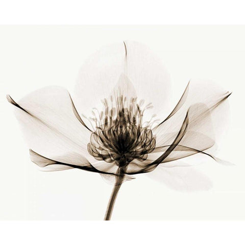 Hellebore I Black Modern Wood Framed Art Print with Double Matting by Coop, Robert
