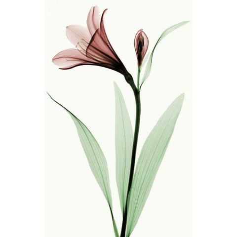 Lily I White Modern Wood Framed Art Print by Coop, Robert