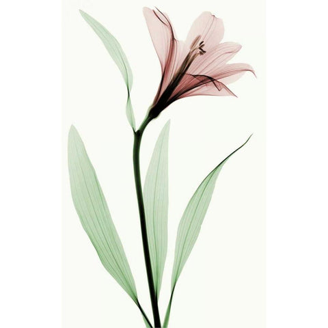 Lily II White Modern Wood Framed Art Print by Coop, Robert