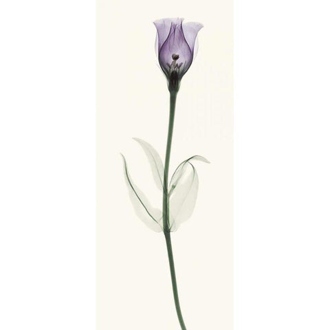 Lisianthus White Modern Wood Framed Art Print by Coop, Robert