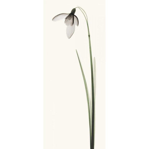 Snowdrop I White Modern Wood Framed Art Print by Coop, Robert