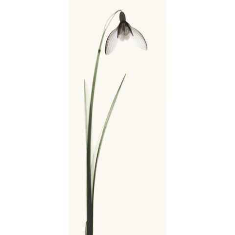 Snowdrop II Black Modern Wood Framed Art Print with Double Matting by Coop, Robert