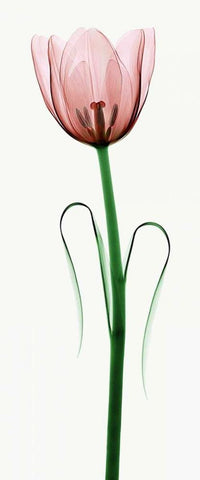 Tulip I White Modern Wood Framed Art Print with Double Matting by Coop, Robert