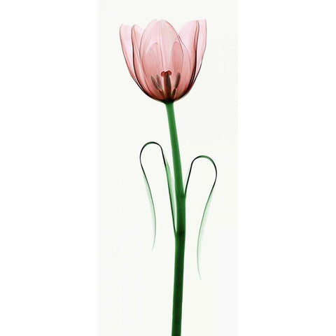 Tulip I Gold Ornate Wood Framed Art Print with Double Matting by Coop, Robert