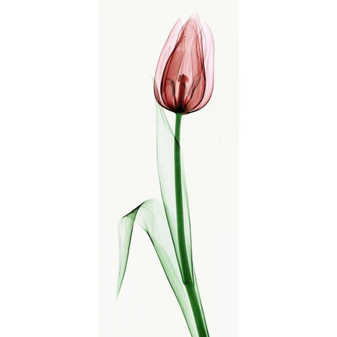 Tulip II Gold Ornate Wood Framed Art Print with Double Matting by Coop, Robert