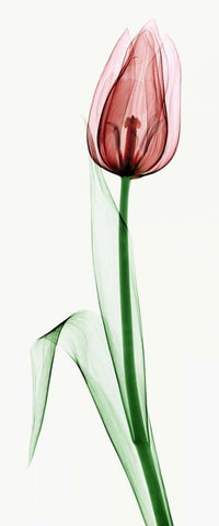 Tulip II White Modern Wood Framed Art Print with Double Matting by Coop, Robert