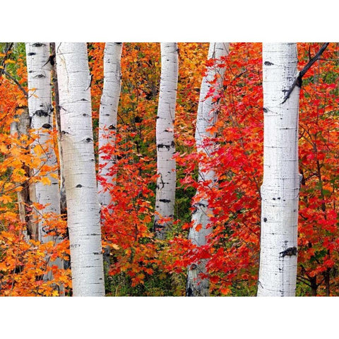 Aspens and Maples White Modern Wood Framed Art Print by Carmel, Elizabeth
