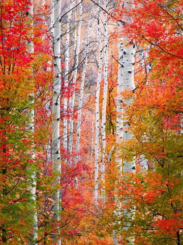 Autumn Passage Black Ornate Wood Framed Art Print with Double Matting by Carmel, Elizabeth